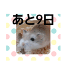 ハムスターとデグーのカウントダウン（個別スタンプ：23）