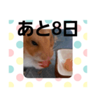 ハムスターとデグーのカウントダウン（個別スタンプ：24）