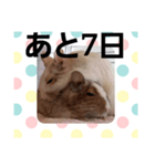ハムスターとデグーのカウントダウン（個別スタンプ：25）