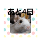 ハムスターとデグーのカウントダウン（個別スタンプ：28）