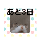 ハムスターとデグーのカウントダウン（個別スタンプ：29）