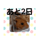 ハムスターとデグーのカウントダウン（個別スタンプ：30）