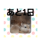 ハムスターとデグーのカウントダウン（個別スタンプ：31）