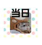 ハムスターとデグーのカウントダウン（個別スタンプ：32）