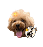 毎日使える⭐️【モデル犬】トイプードル（個別スタンプ：1）