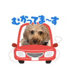 毎日使える⭐️【モデル犬】トイプードル（個別スタンプ：17）