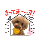 毎日使える⭐️【モデル犬】トイプードル（個別スタンプ：19）