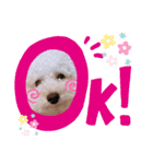 あんずちゃん 2（個別スタンプ：3）