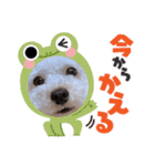 あんずちゃん 2（個別スタンプ：12）