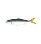 海の魚のごく1部（個別スタンプ：2）