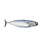 海の魚のごく1部（個別スタンプ：3）