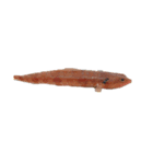 海の魚のごく1部（個別スタンプ：4）