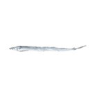 海の魚のごく1部（個別スタンプ：5）