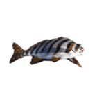 海の魚のごく1部（個別スタンプ：6）