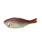 海の魚のごく1部（個別スタンプ：7）