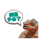 パンサーカメレオンのバルくん②（個別スタンプ：16）