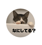 我が家ねこの日常スタンプ（個別スタンプ：1）