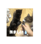 我が家ねこの日常スタンプ（個別スタンプ：6）