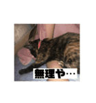 我が家ねこの日常スタンプ（個別スタンプ：7）