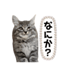 ふうたそすたんぷ（個別スタンプ：21）