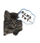 ふうたそすたんぷ（個別スタンプ：23）
