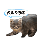 ふうたそすたんぷ（個別スタンプ：25）