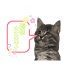 ふうたそすたんぷ（個別スタンプ：27）