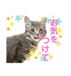 ふうたそすたんぷ（個別スタンプ：37）