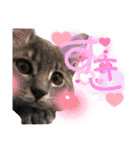 ふうたそすたんぷ（個別スタンプ：39）