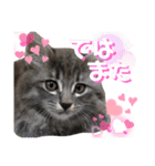 ふうたそすたんぷ（個別スタンプ：40）