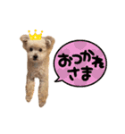 保護犬ほたて（個別スタンプ：24）