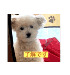 保護犬ほたて（個別スタンプ：26）