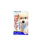 保護犬ほたて（個別スタンプ：40）