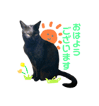 すーさんちの猫（個別スタンプ：1）