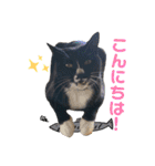 すーさんちの猫（個別スタンプ：2）