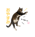 すーさんちの猫（個別スタンプ：3）