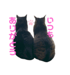 すーさんちの猫（個別スタンプ：4）