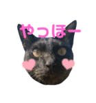 すーさんちの猫（個別スタンプ：5）