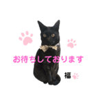 すーさんちの猫（個別スタンプ：6）