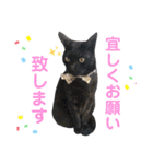 すーさんちの猫（個別スタンプ：7）
