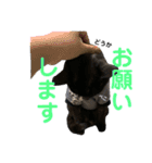 すーさんちの猫（個別スタンプ：8）