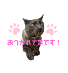すーさんちの猫（個別スタンプ：9）