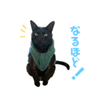 すーさんちの猫（個別スタンプ：11）