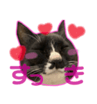 すーさんちの猫（個別スタンプ：13）