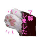 すーさんちの猫（個別スタンプ：15）