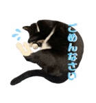 すーさんちの猫（個別スタンプ：16）