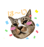 すーさんちの猫（個別スタンプ：17）