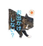 すーさんちの猫（個別スタンプ：18）