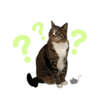 すーさんちの猫（個別スタンプ：20）