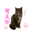 すーさんちの猫（個別スタンプ：21）